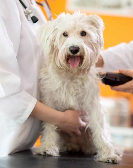 Heller, mittelgroßer Hund, der beim Tierarzt geschoren wird.